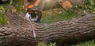 How Our Tree Care Process Works  in  Kimball, TN